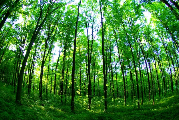 A path is in the green forest