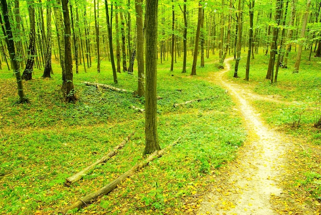 A path is in the green forest