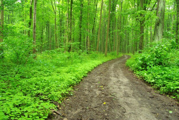 A path is in the green forest