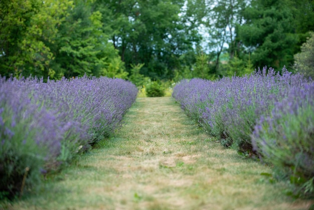 Photo a path in a lavender field lavender field outdoor photography purple flowers overcast day
