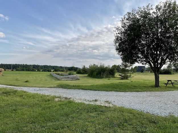 A path leading to a field with a tree in the foreground and a blue sky with clouds.