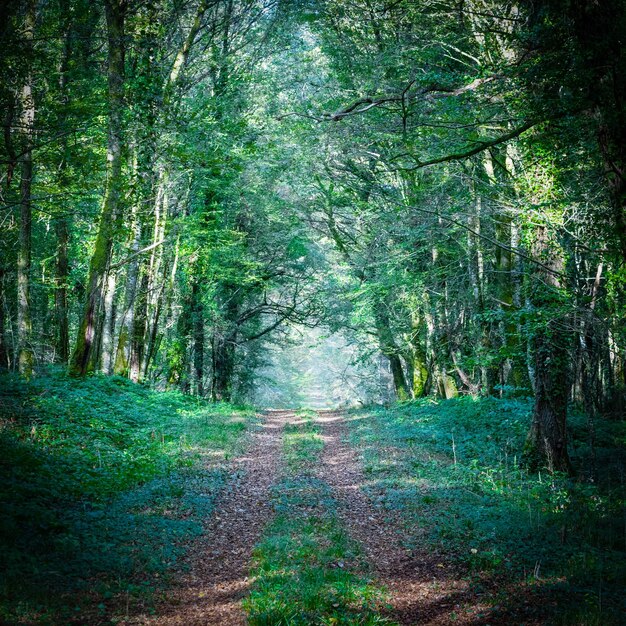 Path leading into the forest in berry france