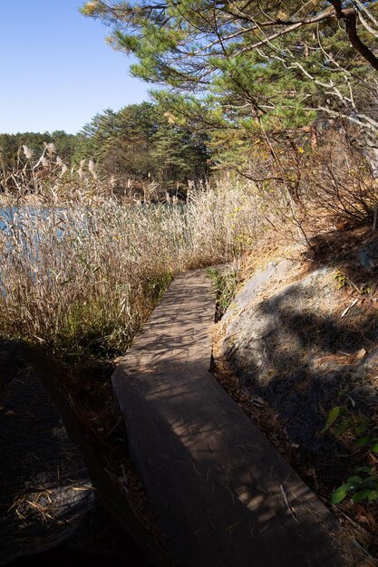 A path leading to the lake