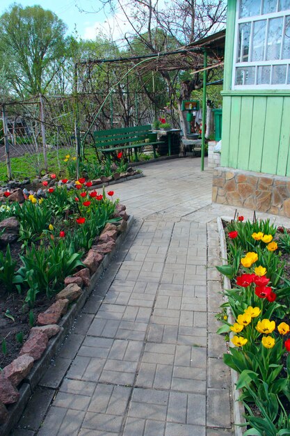 Path leading to rural house in village Tulips growing in village Yellow and red tulips on flower bed in garden Springtime garden Beautiful spring flower tulips in the garden