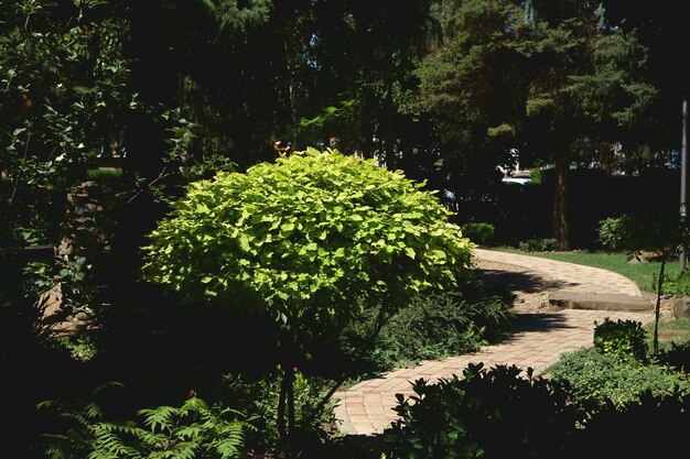 A path leads to a garden with a tree in the foreground and a stone path leading to the right.