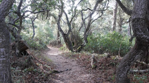 生きているオークの森の小道ねじれた節くれだった木の枝の幹は地衣類の苔をひもで締めます