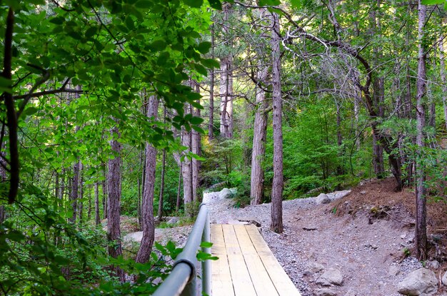 A path made of wood with a railing in the forest in\
summer.