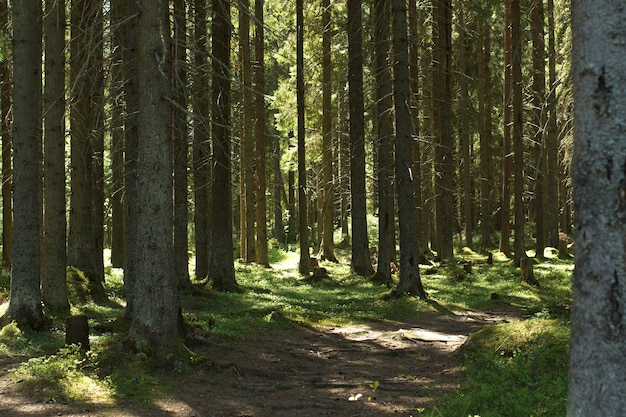 Path in a magical fir forest with moss and roots.