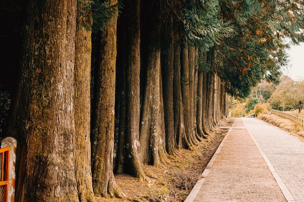 Path near a lot of centenarian trees