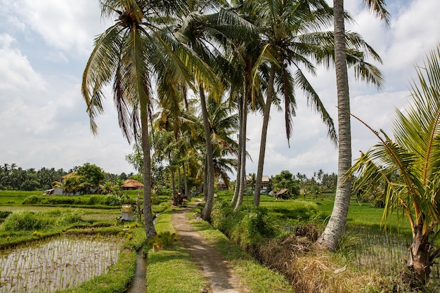 Path between palm trees and rice fields.