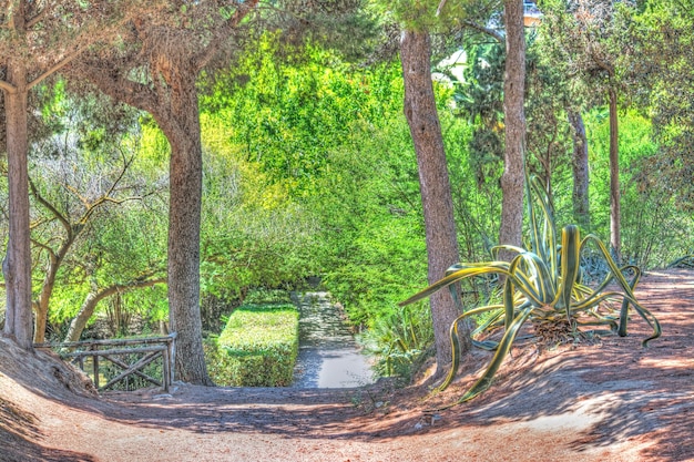 Path in the park hdr tone mapped