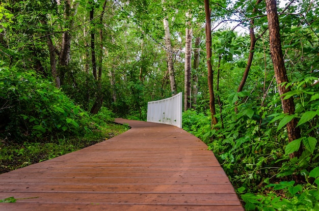 A path in the park made of wooden planks in summer.