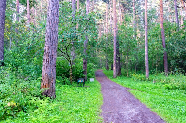 A path in the park in summer in a green forest.