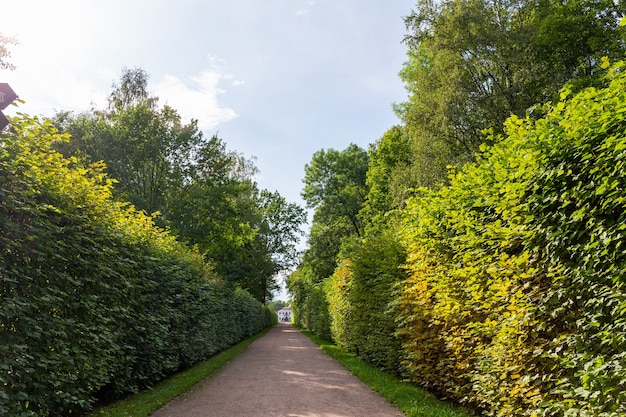 path in the park in summertime