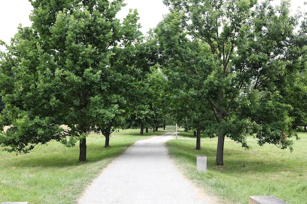 a path in the park with green trees