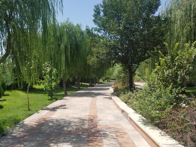 A path in a park with a tree in the middle