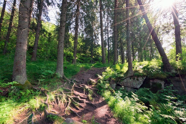 Path among perennial firs in the forest