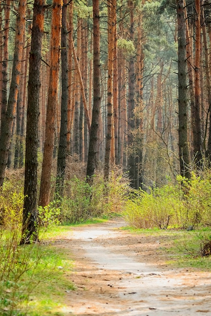 The path in a pine forest on a sunny spring day