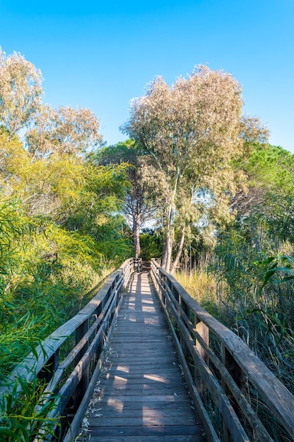 Path in pine forest