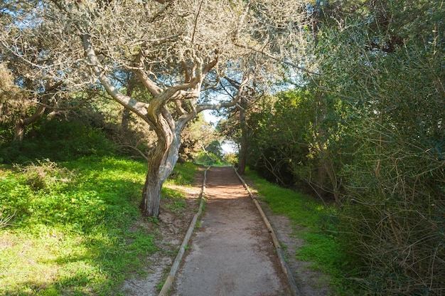 Photo path in pine forest