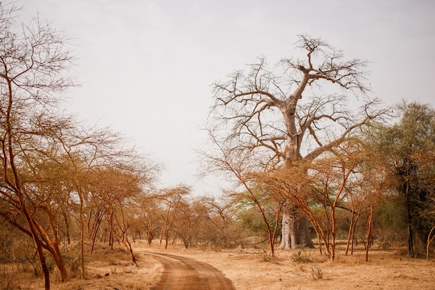Foto percorso su strada sabbiosa. vita selvaggia in safari. baobab e giungle di cespugli in senegal, africa. riserva di bandia. clima caldo e secco.
