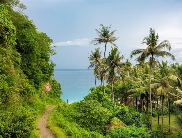 Path to the sea coast among palm trees and rainforest