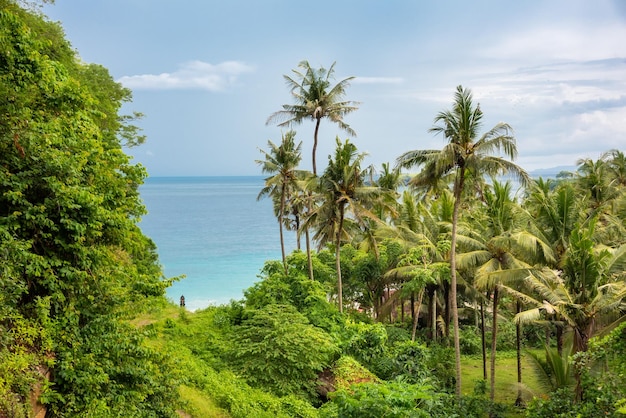 Path to the sea coast among palm trees and rainforest