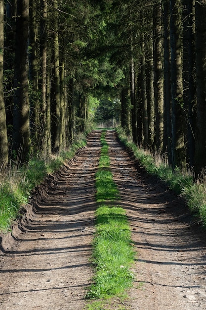 Path in the spring forest and on the sides grows grass