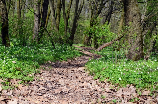 Foto un sentiero nella foresta di primavera