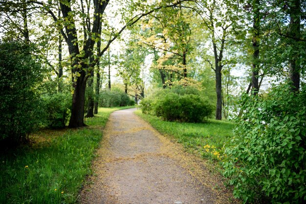 Un percorso nel parco estivo