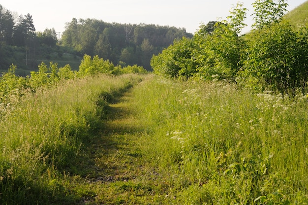 Path on a Sunny morning Moscow region Russia