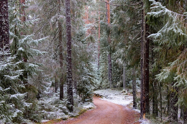 Path surrounded by snow covered pine trees in a winter scene