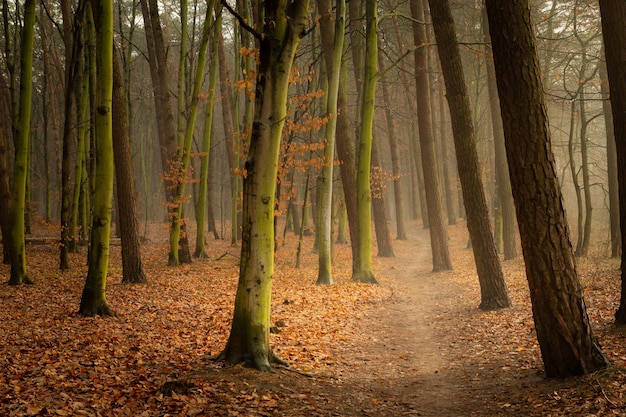 Photo path through an autumn and misty forest chelm lubelskie poland