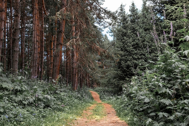 дорога через красивый сосновый лес