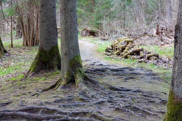 木の根のある暗い森の中の小道