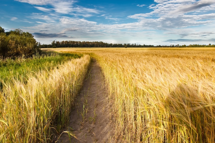 Photo path through the field of rye under the blue sky