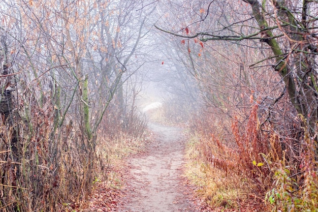 A path through the fog with the word'forest'on it