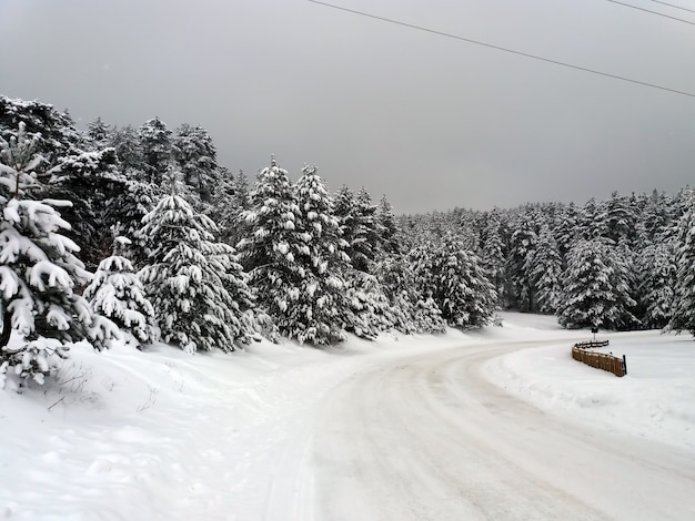 Sentiero attraverso la foresta coperta di neve