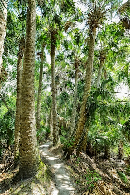 A path through the forest with palm trees on the left and the word palm on the right.