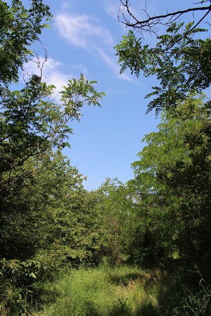 A path through a forest