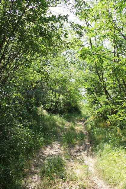 A path through a forest