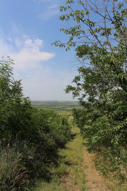 Путь через лес