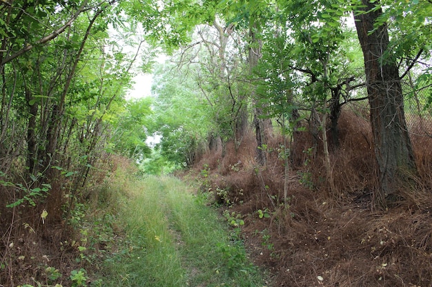a path through a forest