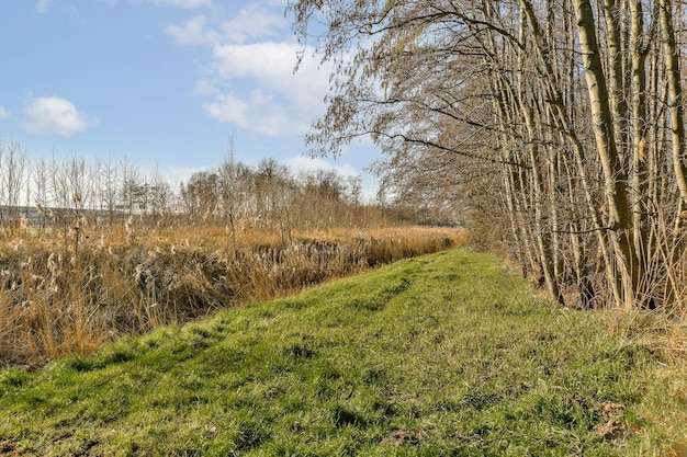 A path through a grassy field with trees