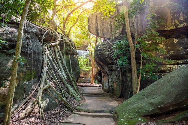 A path through a large rock in a forest