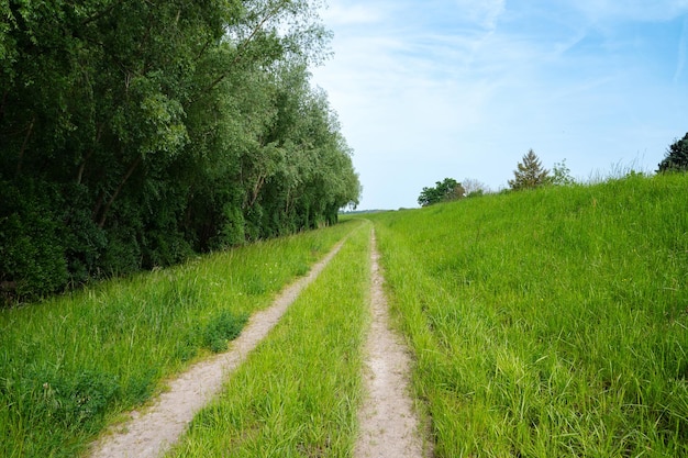 Foto cammino attraverso una natura di prato e foresta in un'area ricreativa a concetto di ambiente e ecologia primaverile