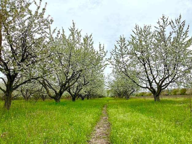 A path through an orchard of trees with a few leaves and a few flowers