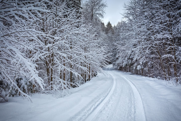 冬の雪に覆われた森の小道、リトアニア