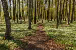 Photo path through the spring flowers in the beech forest