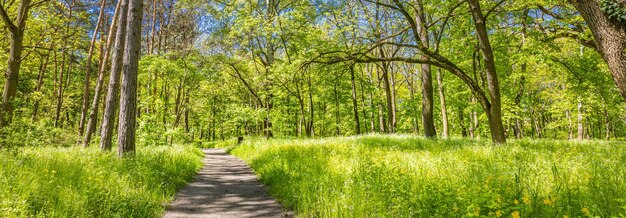 明るい日差しの中で春の森を通る小道牧歌的な自然の風景日当たりの良い牧草地の緑の木々